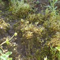 funaria hygrometrica